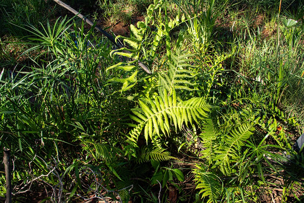 Christella gueintziana Christella gueintziana