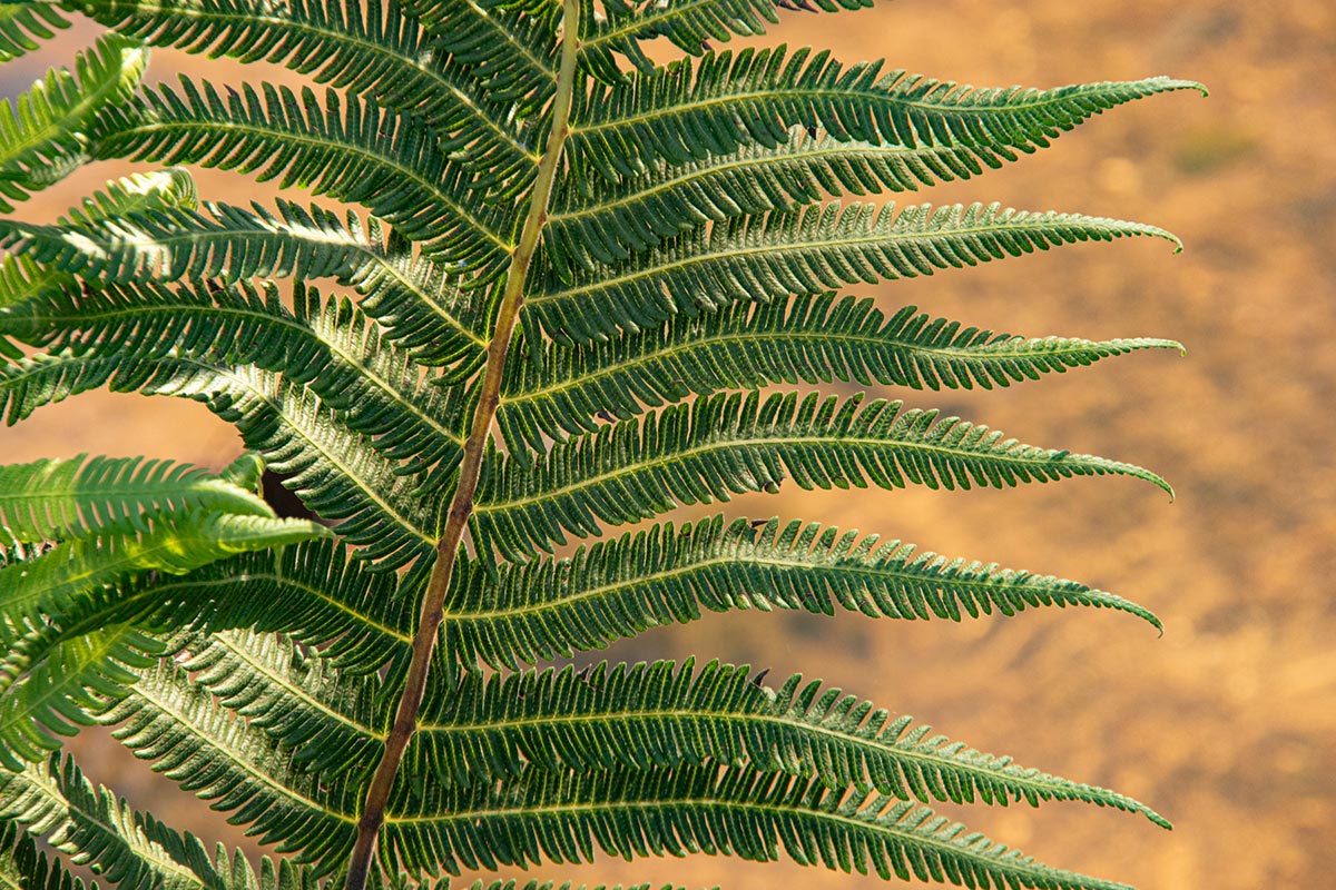 Christella gueintziana Christella gueintziana