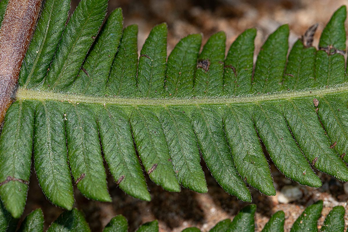 Christella gueintziana Christella gueintziana
