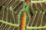 Christella gueintziana