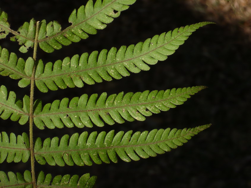 Christella hispidula