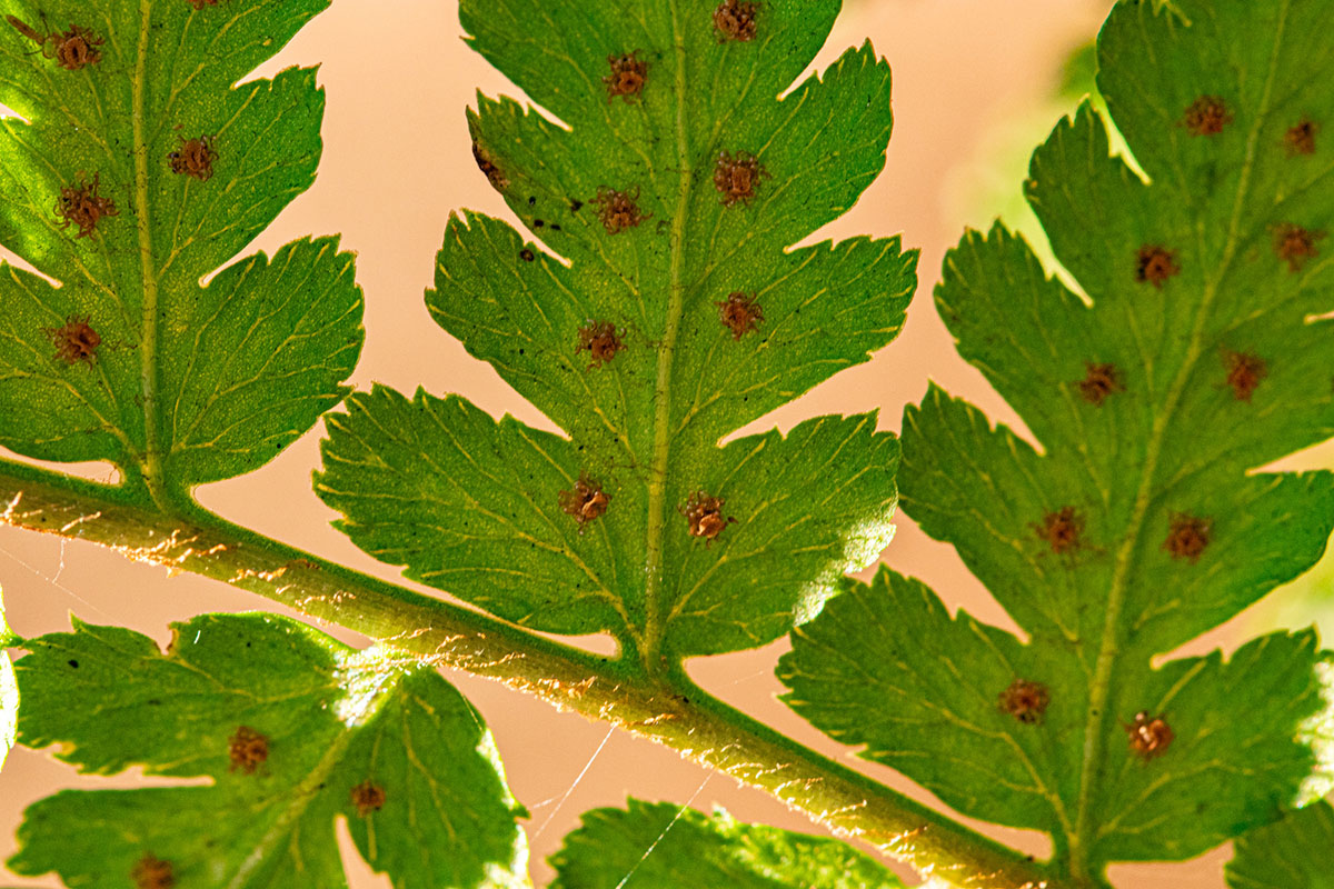 Dryopteris pentheri Dryopteris pentheri