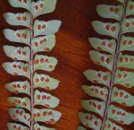 Didymochlaena truncatula