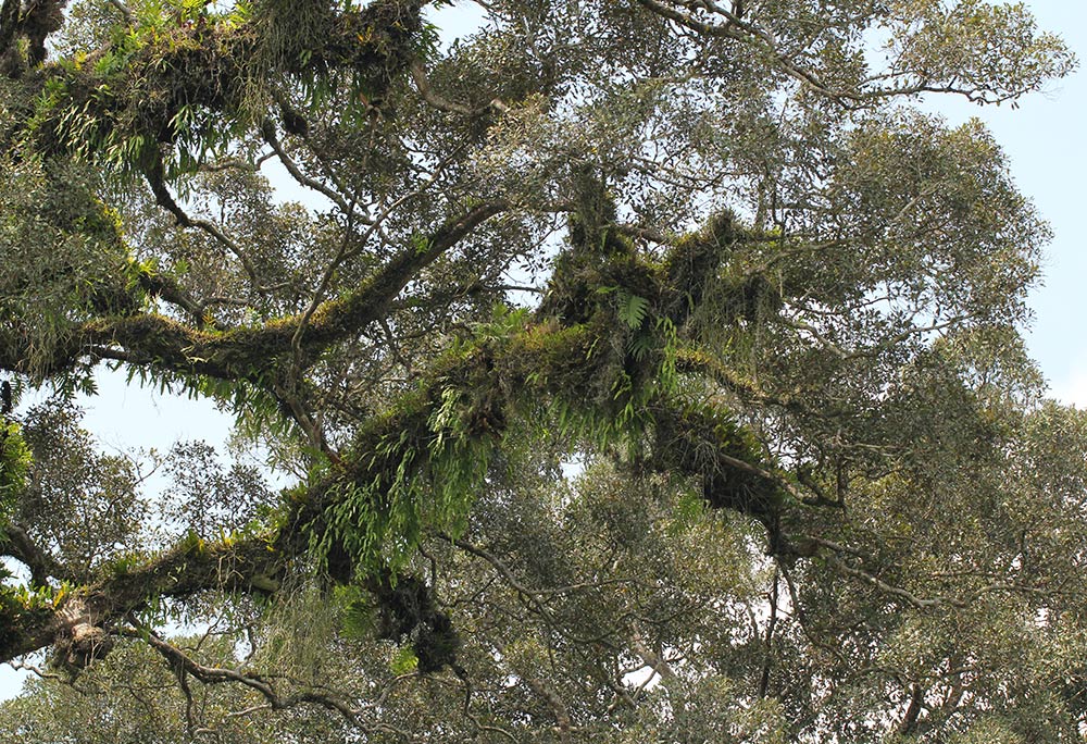 Oleandra distenta Oleandra distenta