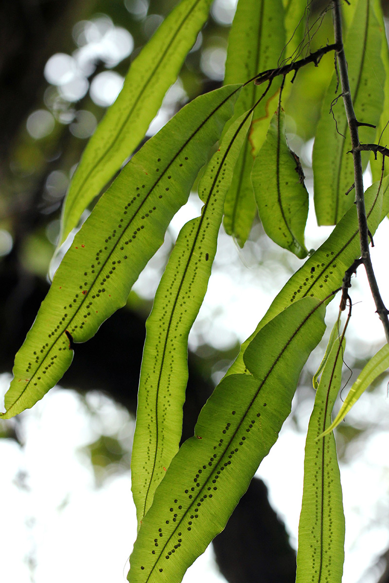 Oleandra distenta Oleandra distenta