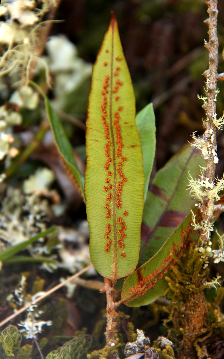 Oleandra distenta