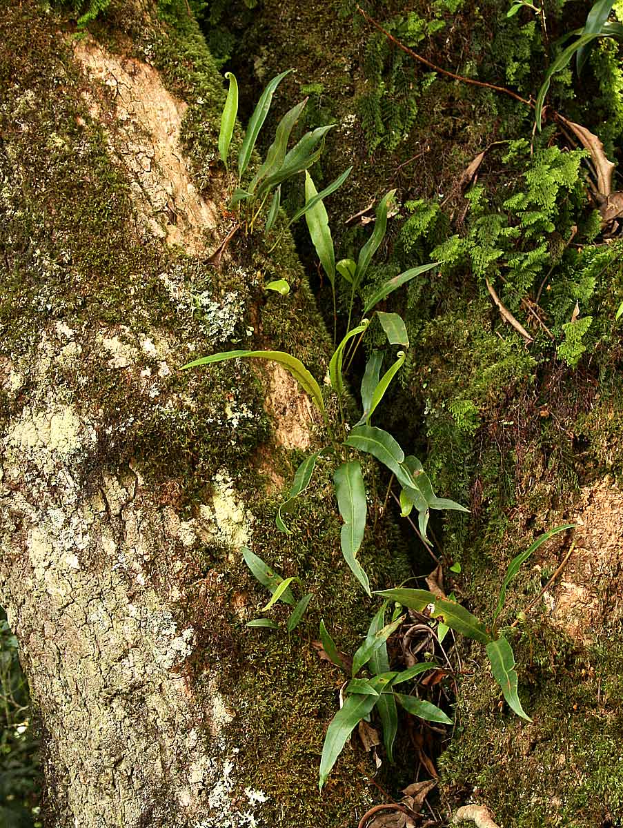 Elaphoglossum acrostichoides