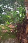 Elaphoglossum lastii