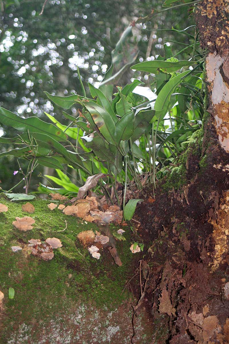Elaphoglossum lastii