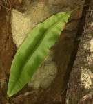 Elaphoglossum macropodium
