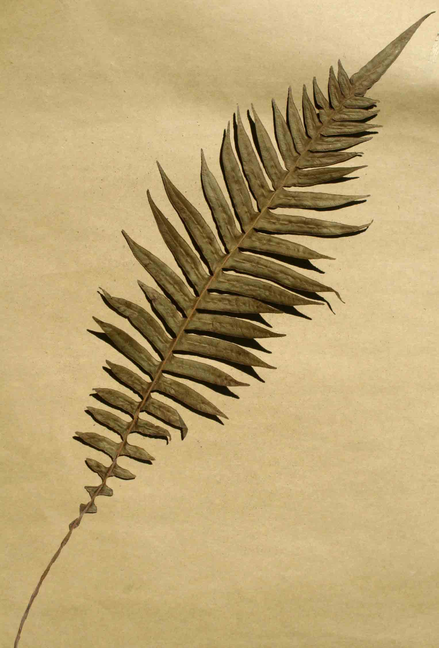 Blechnum attenuatum