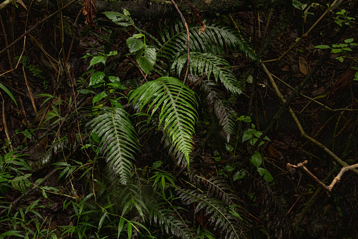 Blechnum attenuatum Blechnum attenuatum
