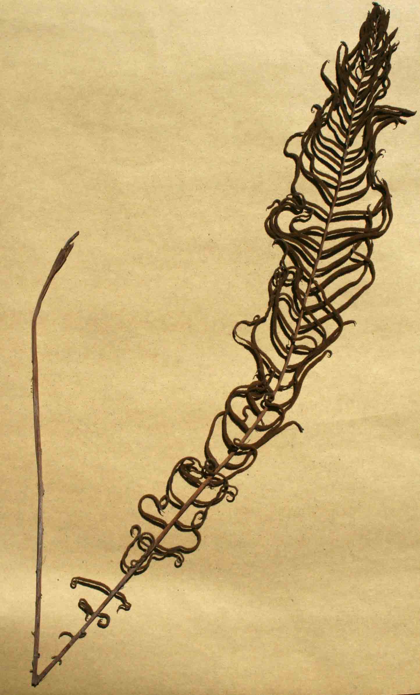Blechnum attenuatum