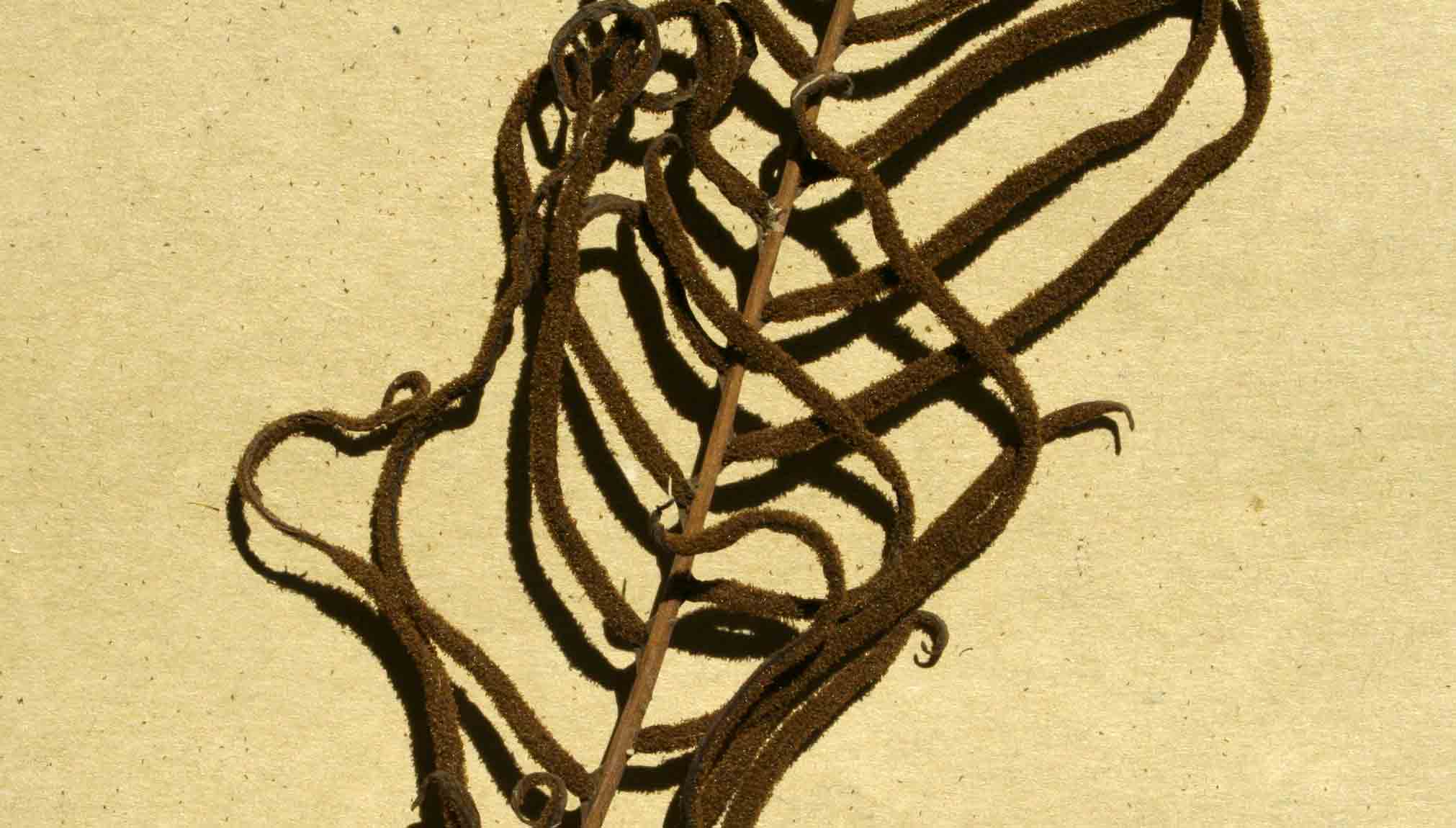 Blechnum attenuatum