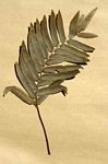 Blechnum capense