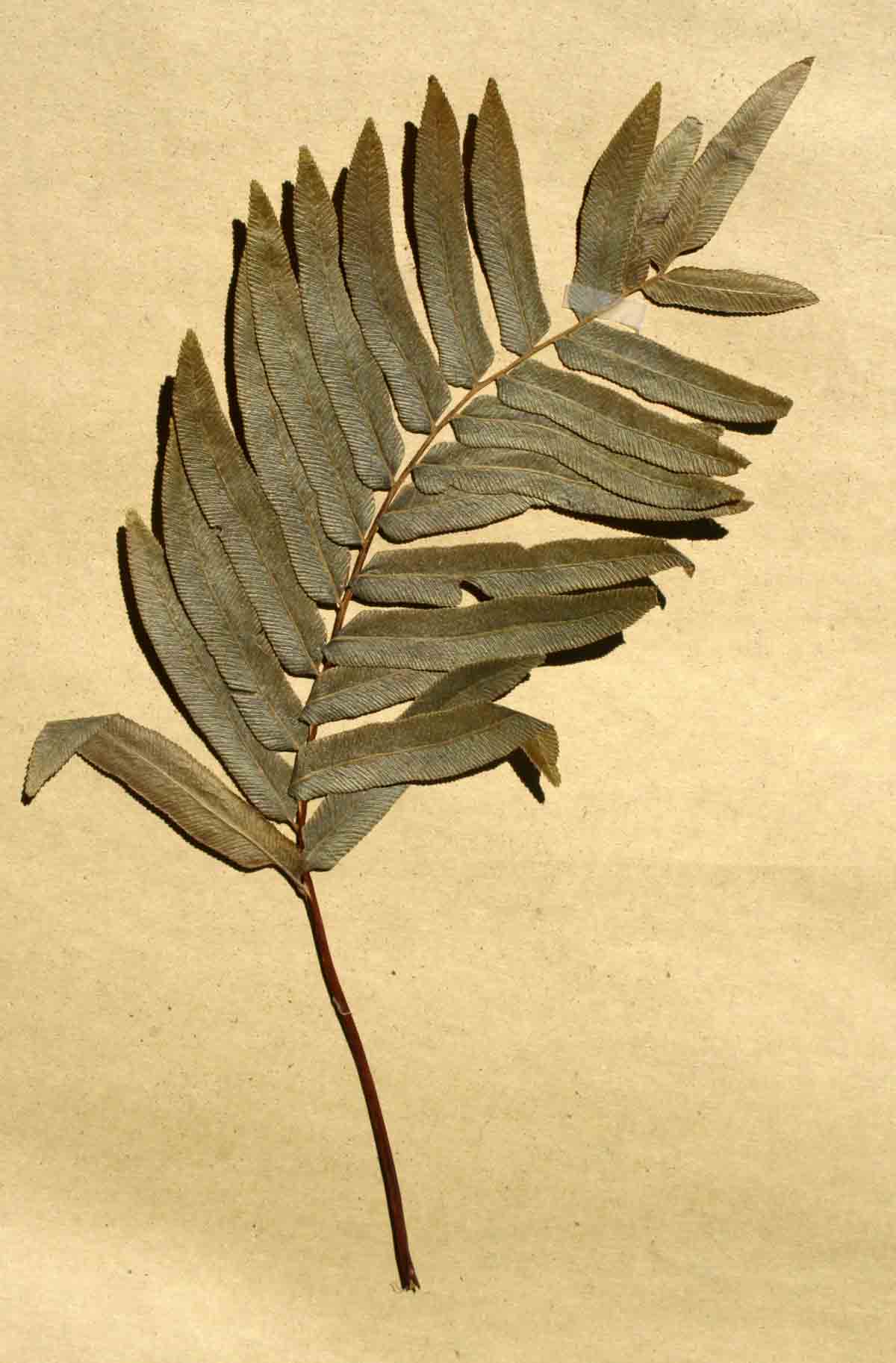 Blechnum capense