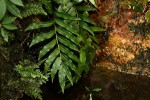 Blechnum capense