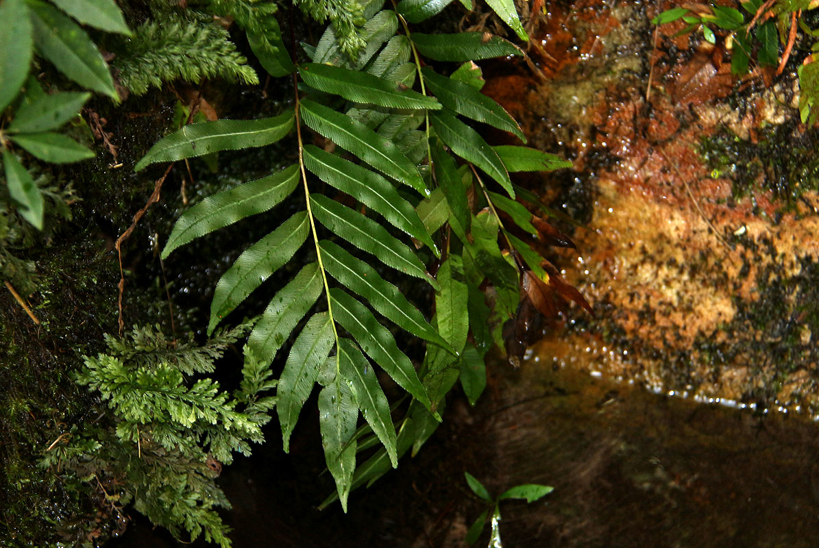 Blechnum capense