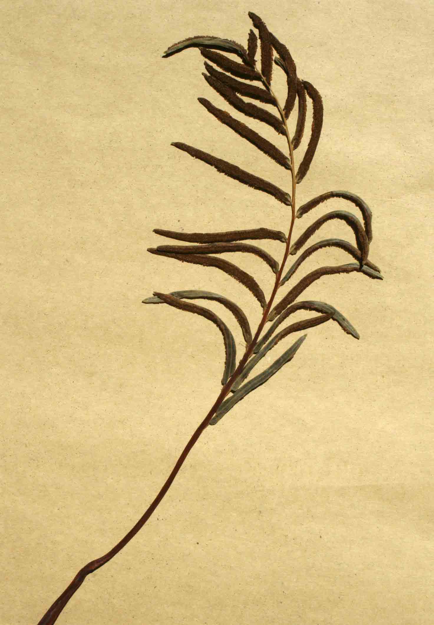 Blechnum capense