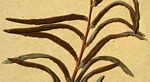 Blechnum capense