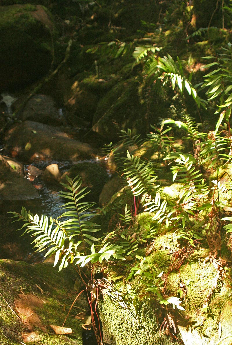 Blechnum capense