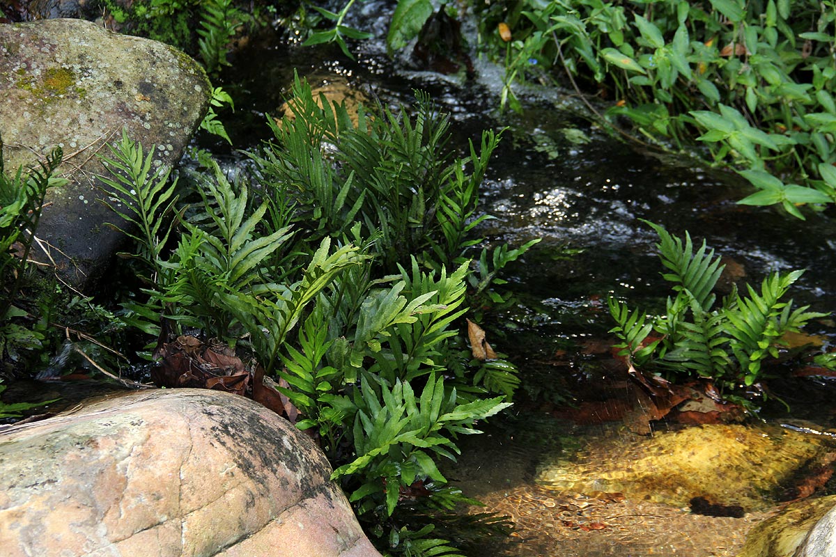 Blechnum capense