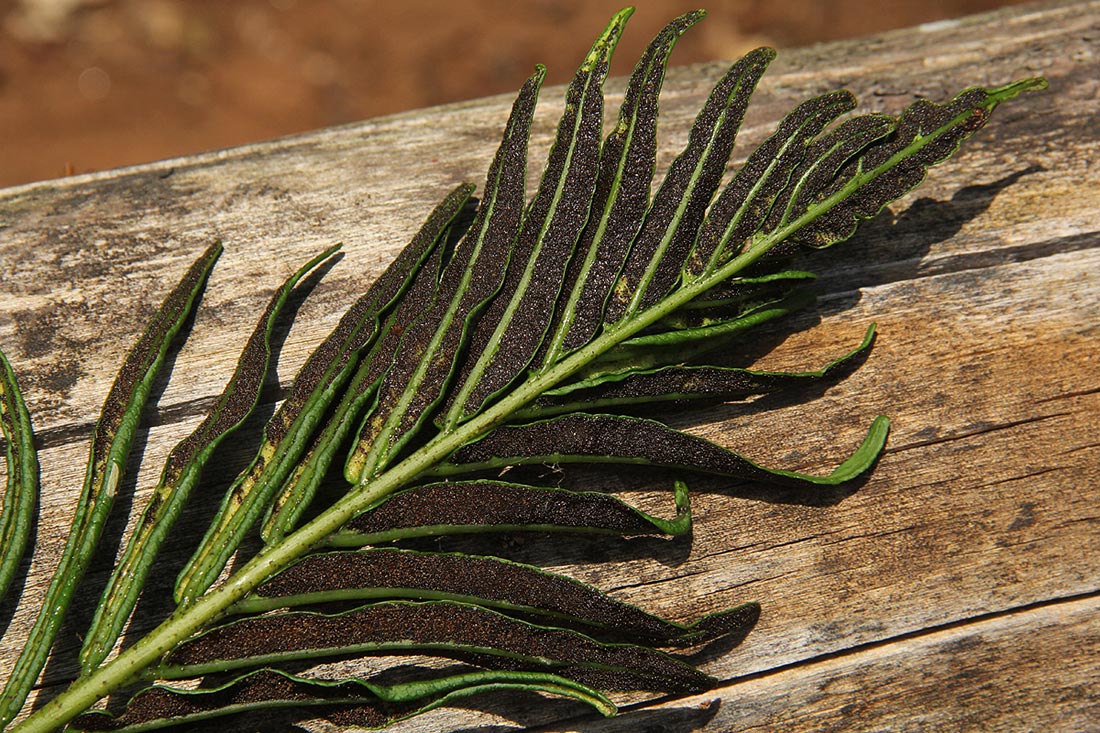 Blechnum capense