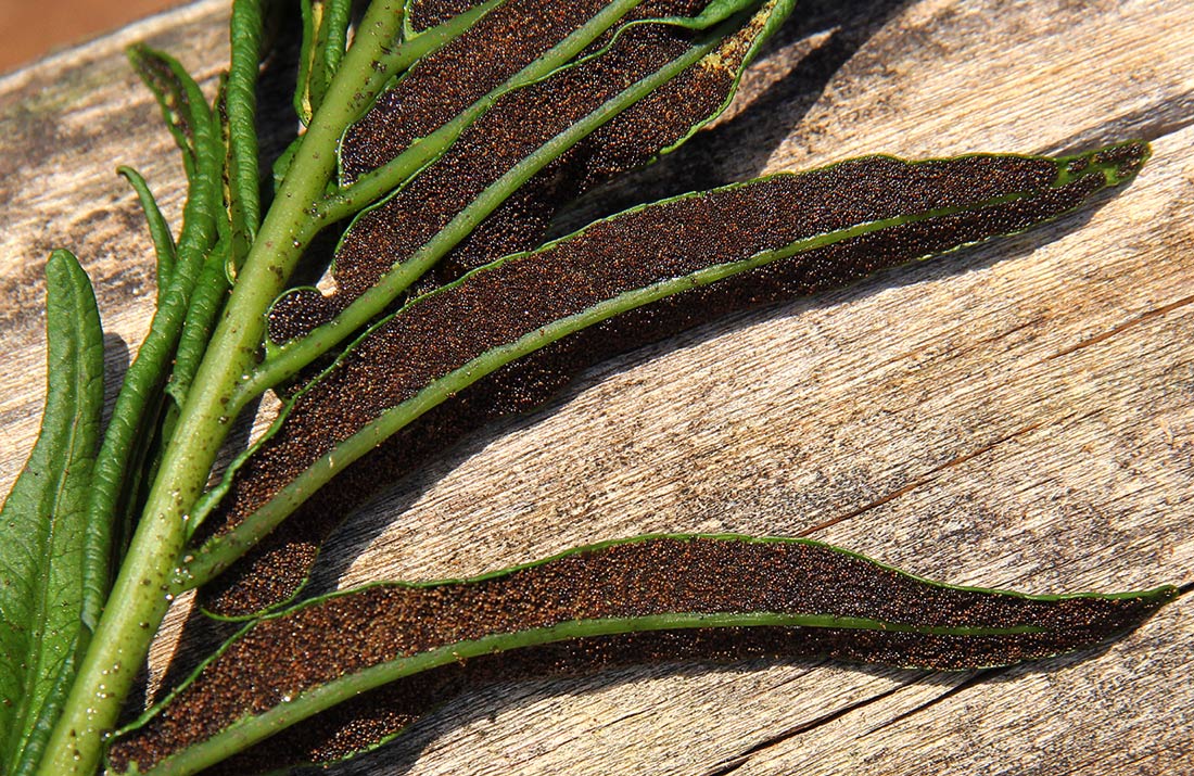 Blechnum capense