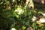 Blechnum capense
