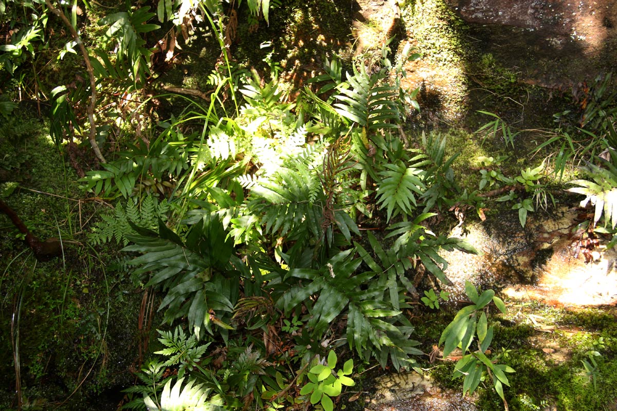 Blechnum capense
