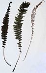 Blechnum ivohibense