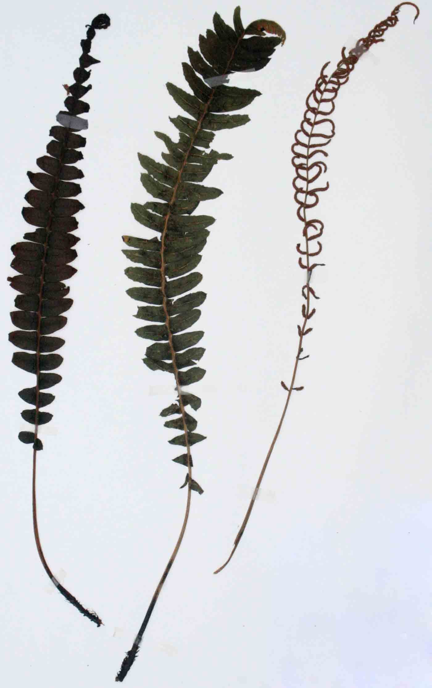 Blechnum ivohibense
