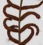 Blechnum ivohibense