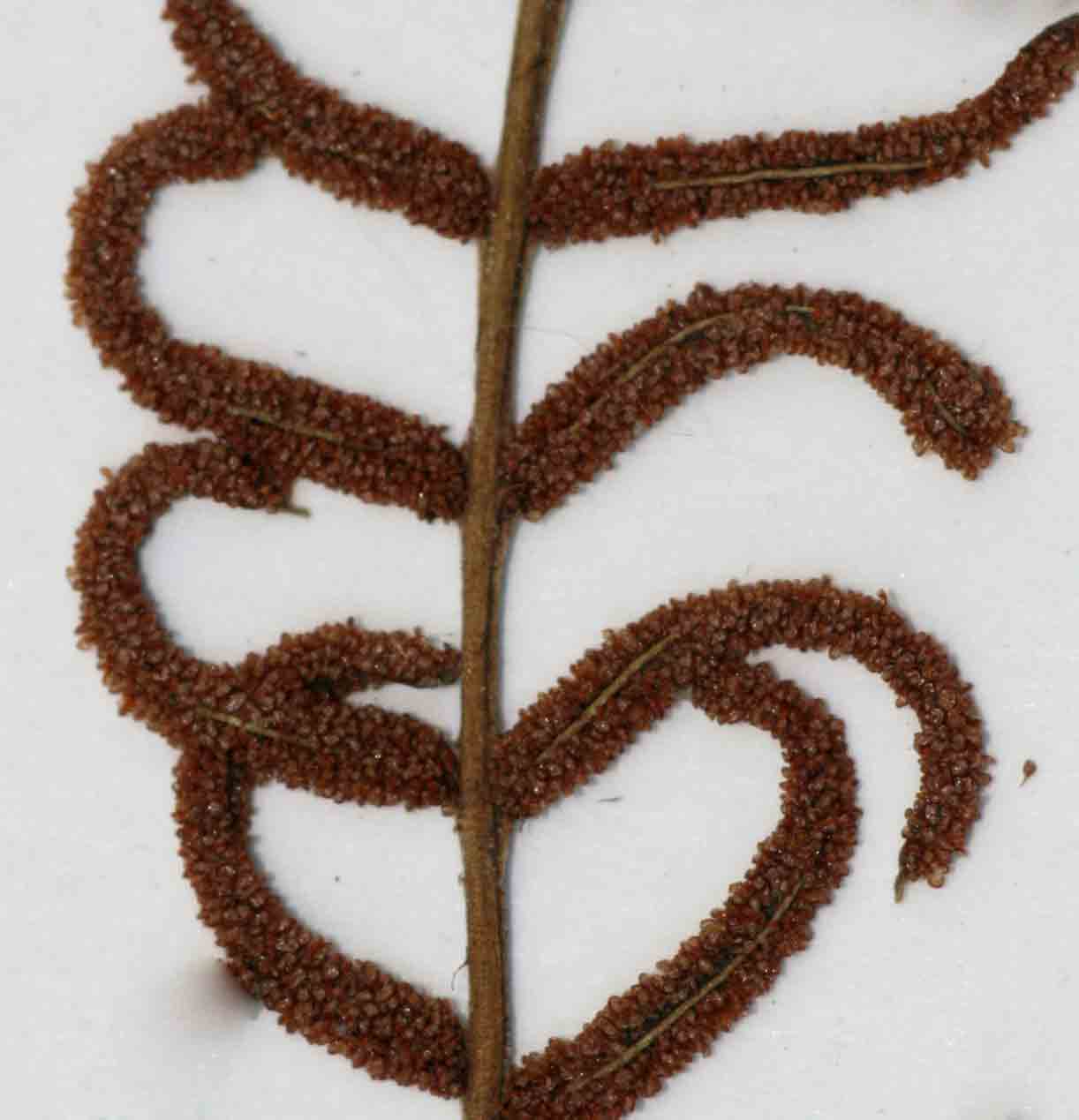 Blechnum ivohibense