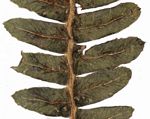 Blechnum ivohibense