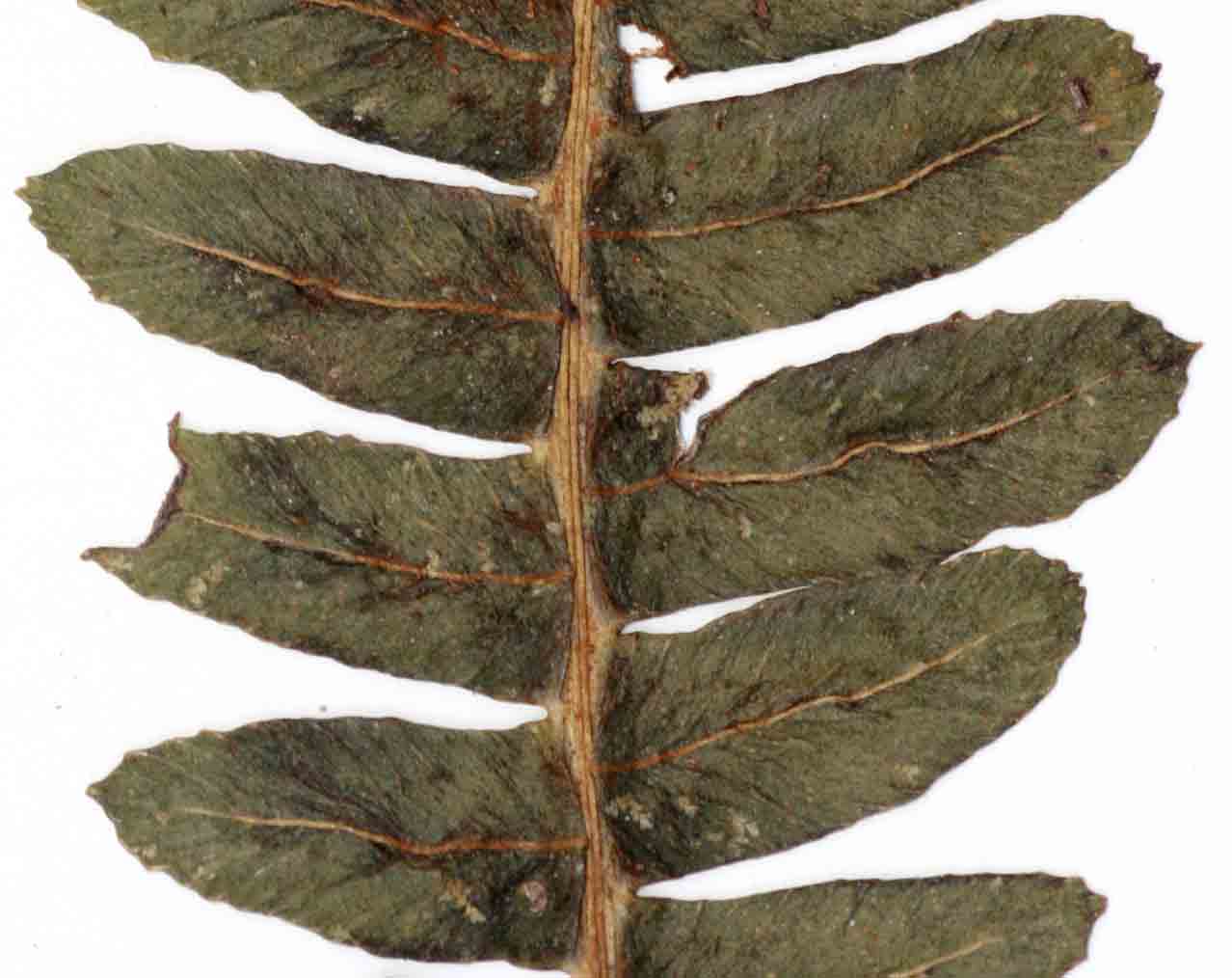 Blechnum ivohibense