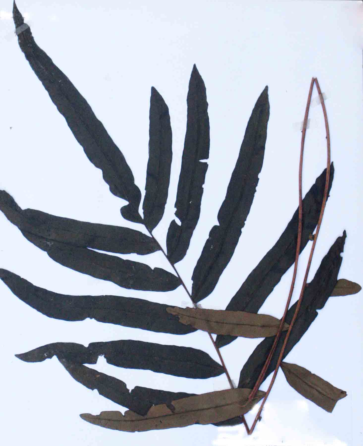 Blechnum tabulare