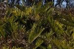 Blechnum tabulare