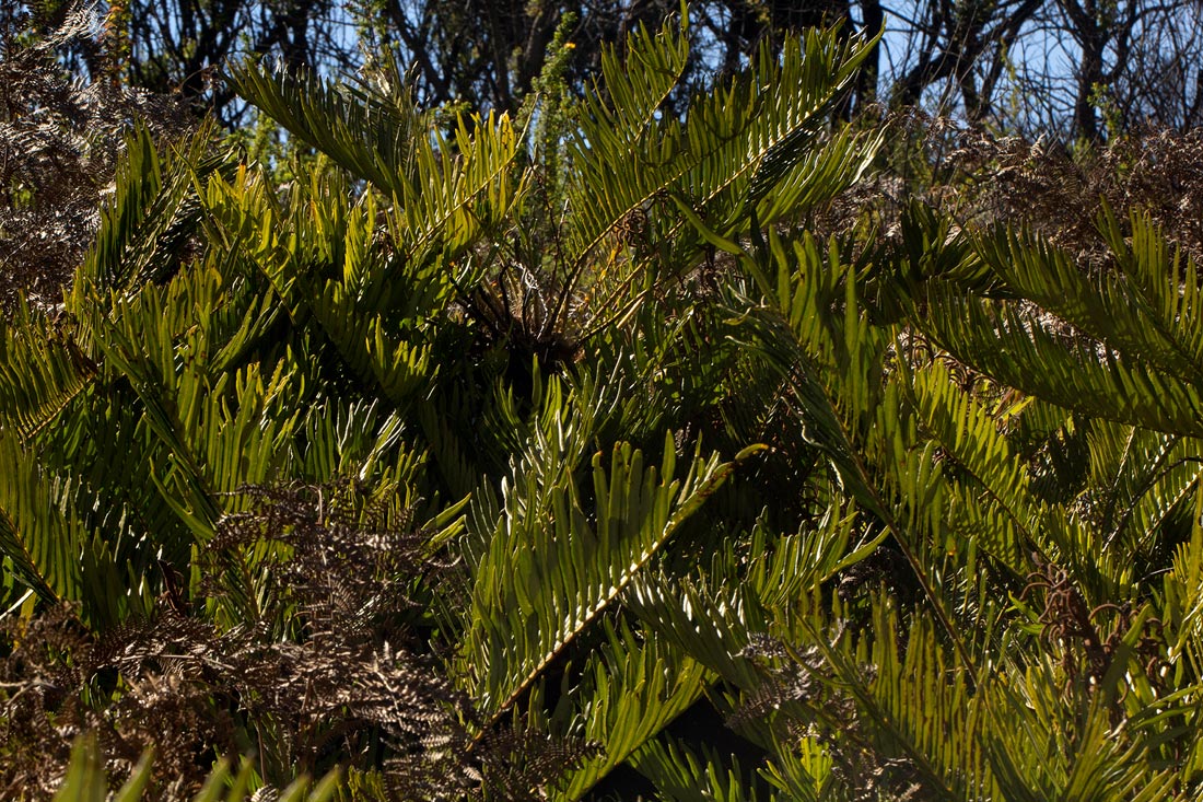 Blechnum tabulare