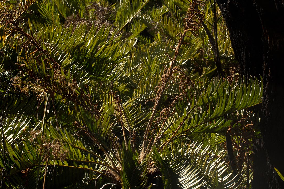 Blechnum tabulare