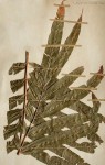 Stenochlaena tenuifolia