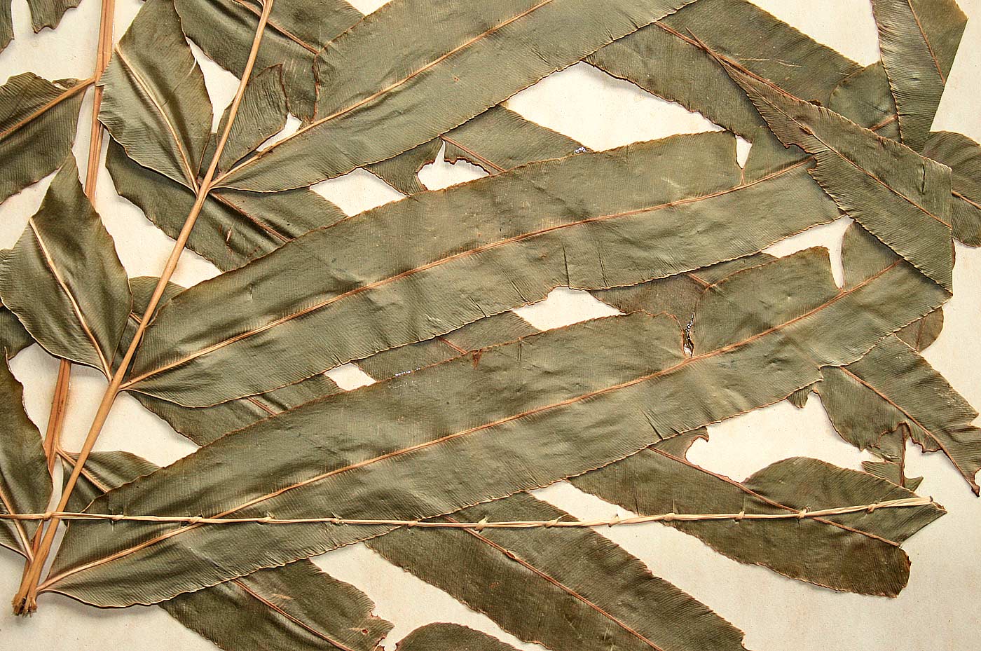 Stenochlaena tenuifolia