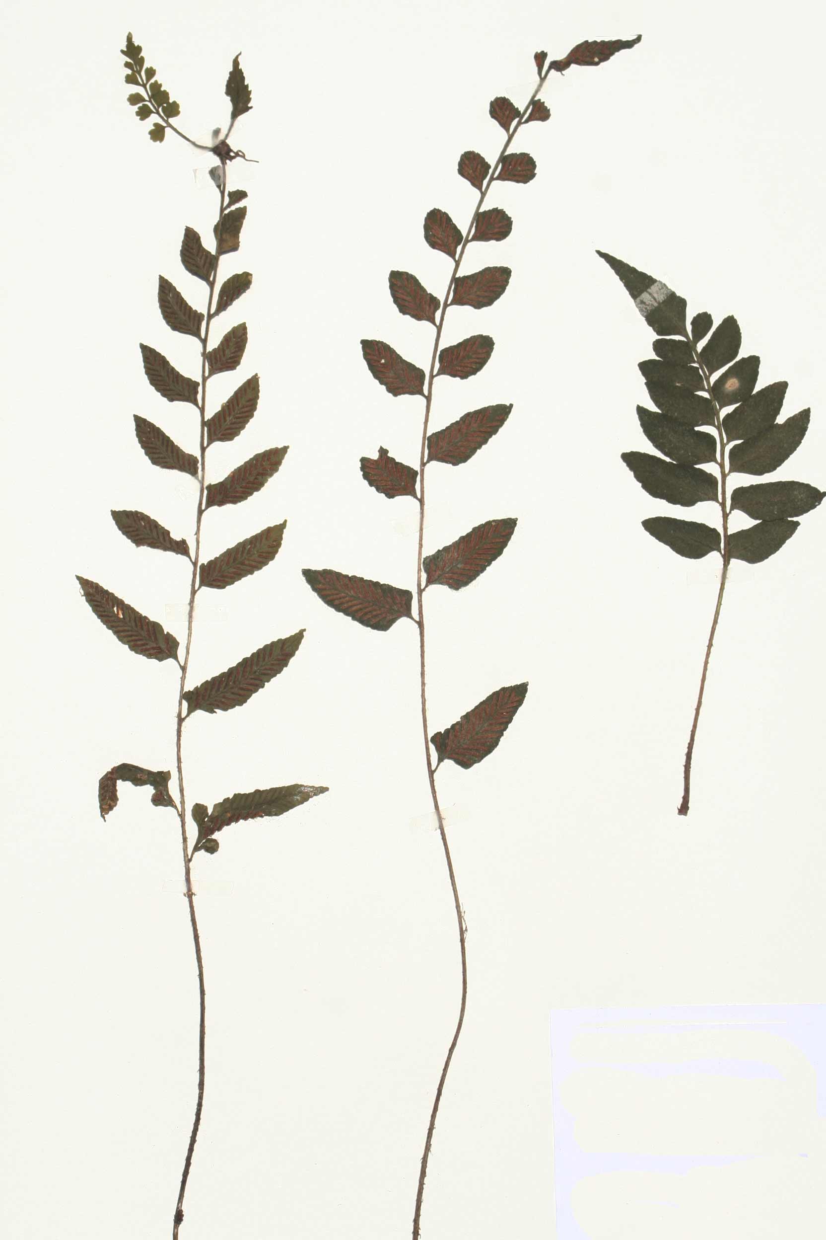 Asplenium christii