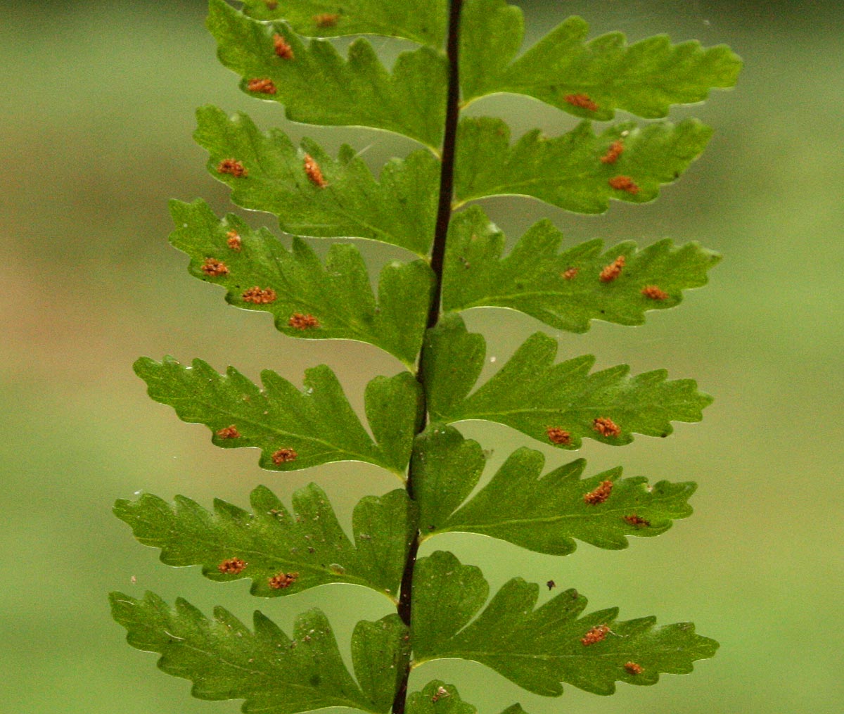 Asplenium erectum