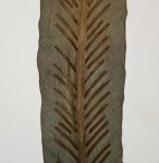 Asplenium holstii