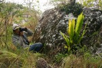Asplenium holstii