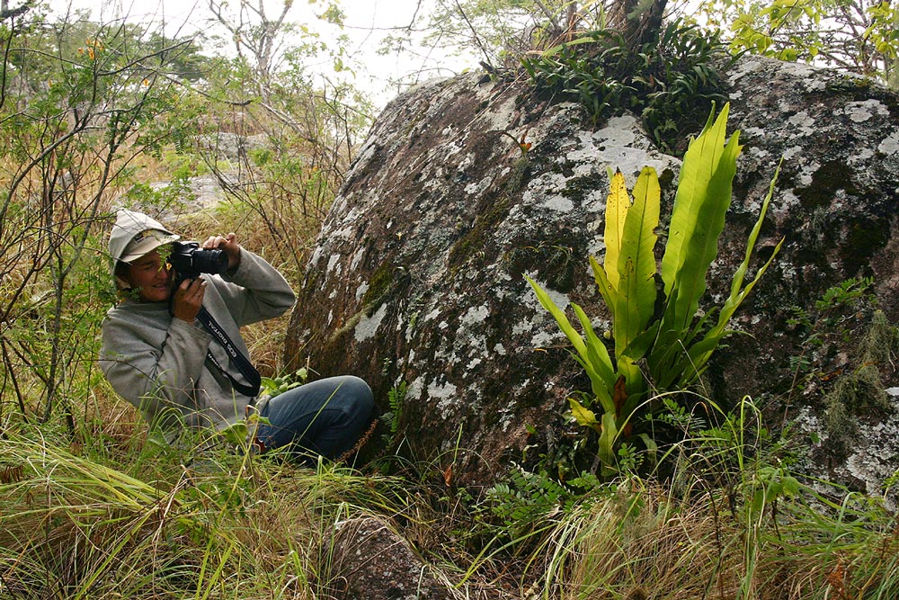 Asplenium holstii