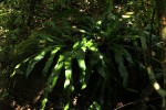 Asplenium holstii