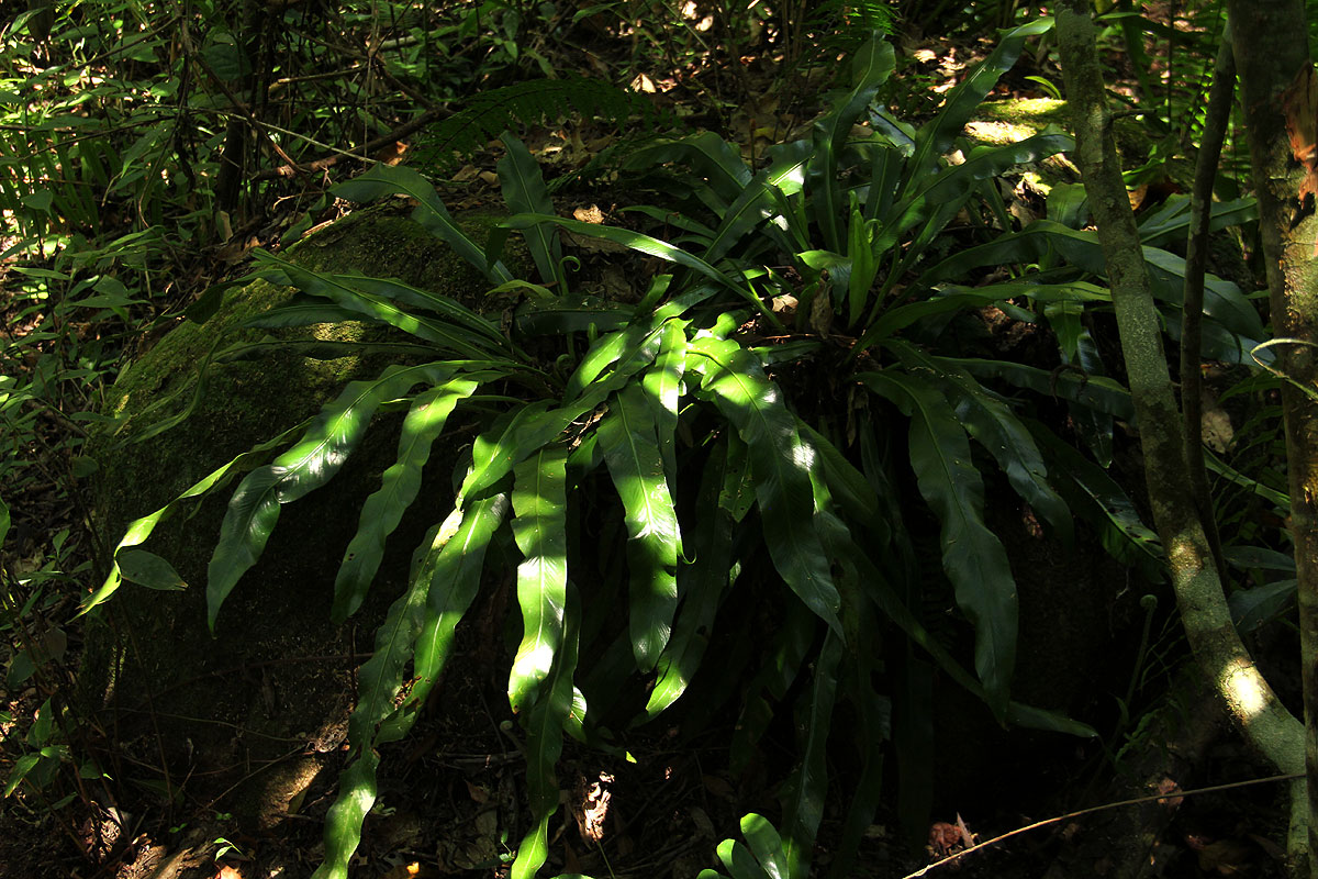 Asplenium holstii