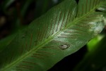 Asplenium holstii